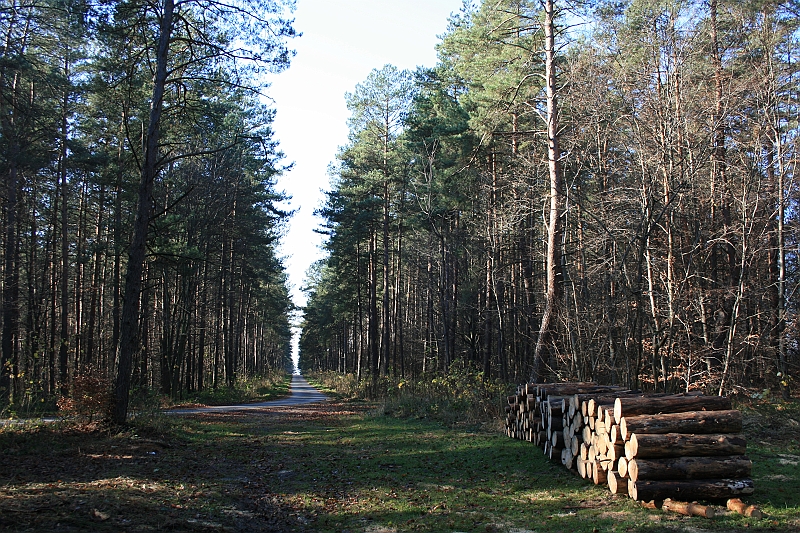 Rostoczek 11.2008 378